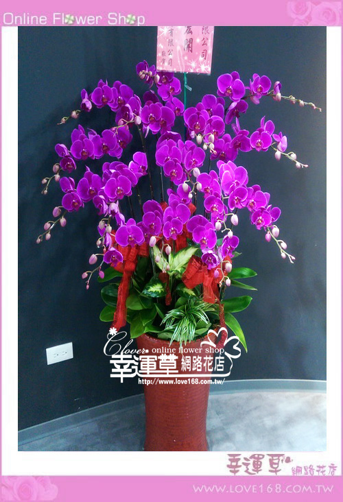 🍁【11月，願望悄悄發芽】🌿💐