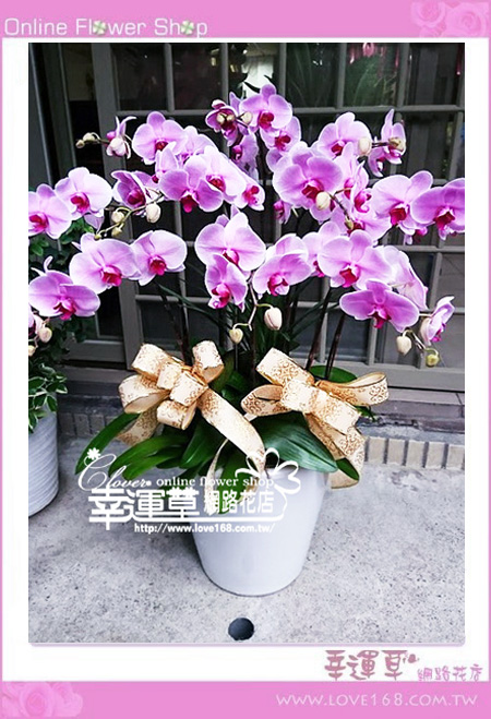 🌿【幸運草花坊｜拜拜專區】🕯️🌸