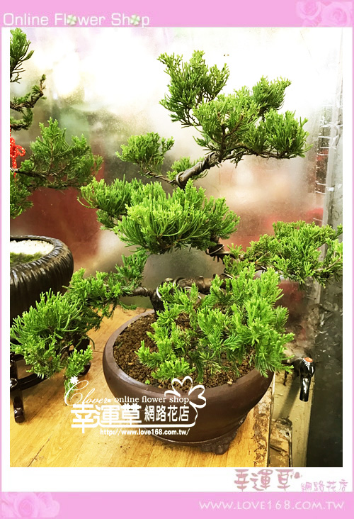 🦃【感恩節，用花說謝謝】💐