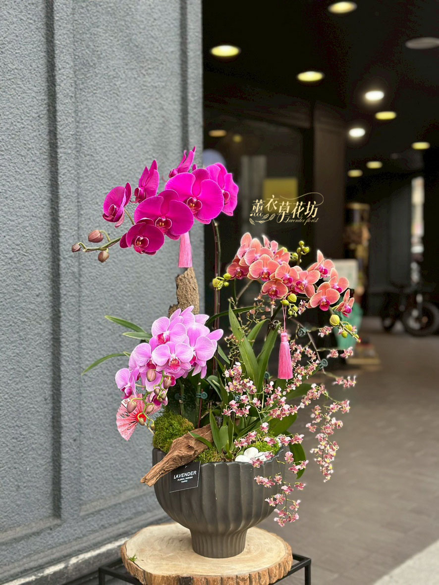 高雅蝴蝶蘭 ~~設計115020115