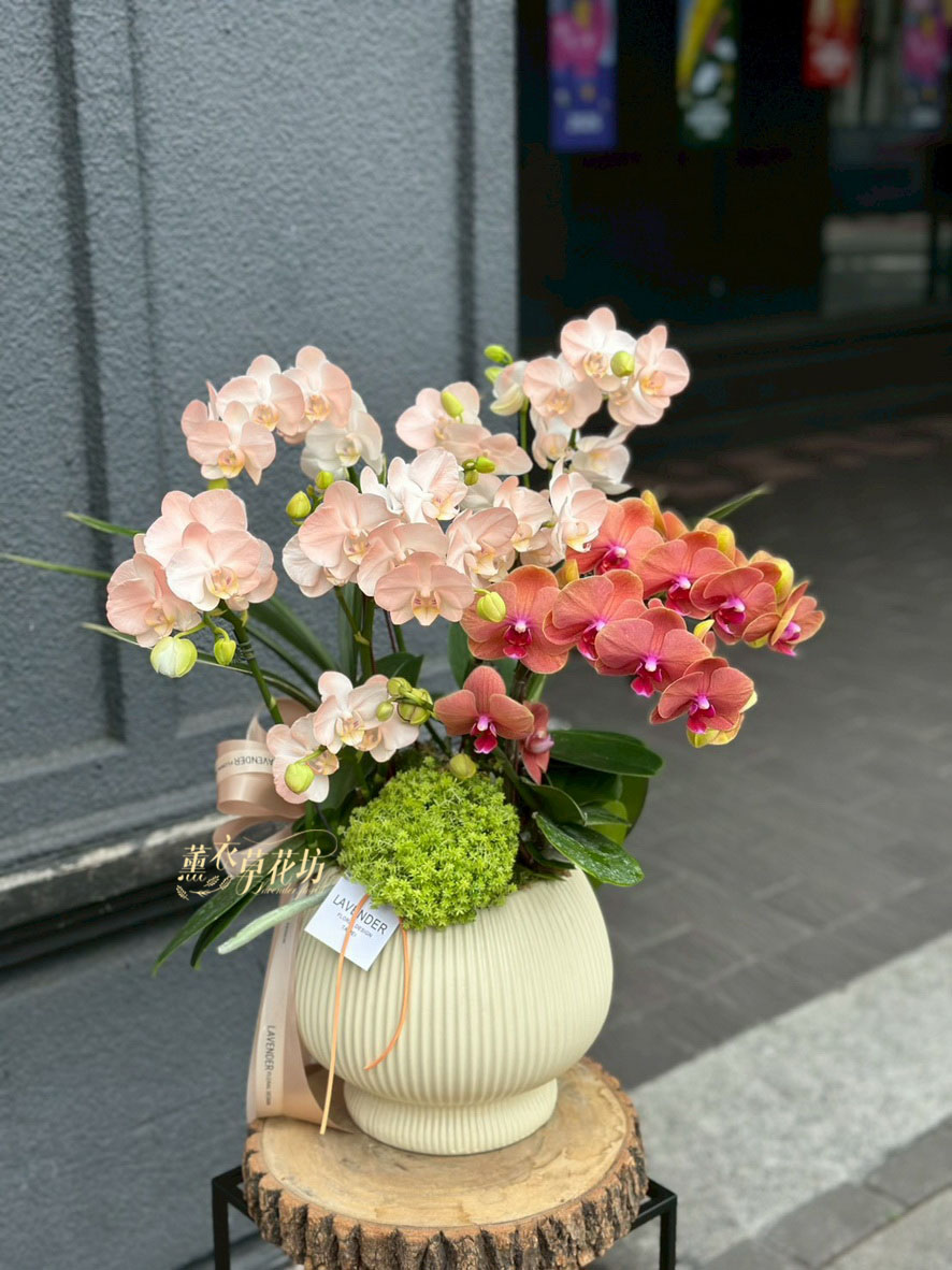 高雅蝴蝶蘭/蘭花盆栽 115033110