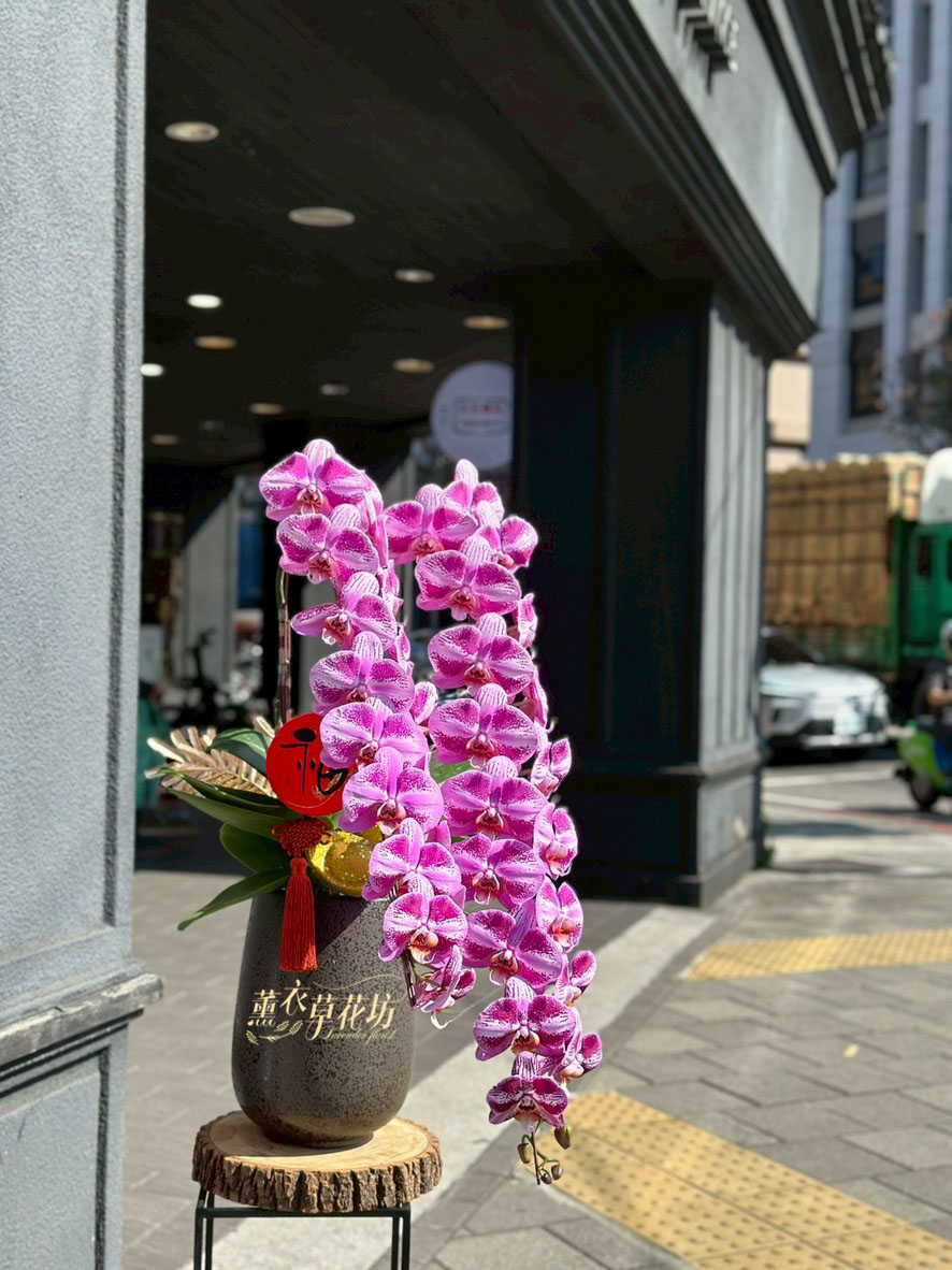 冠軍蘭~蘭花盆栽 115030431