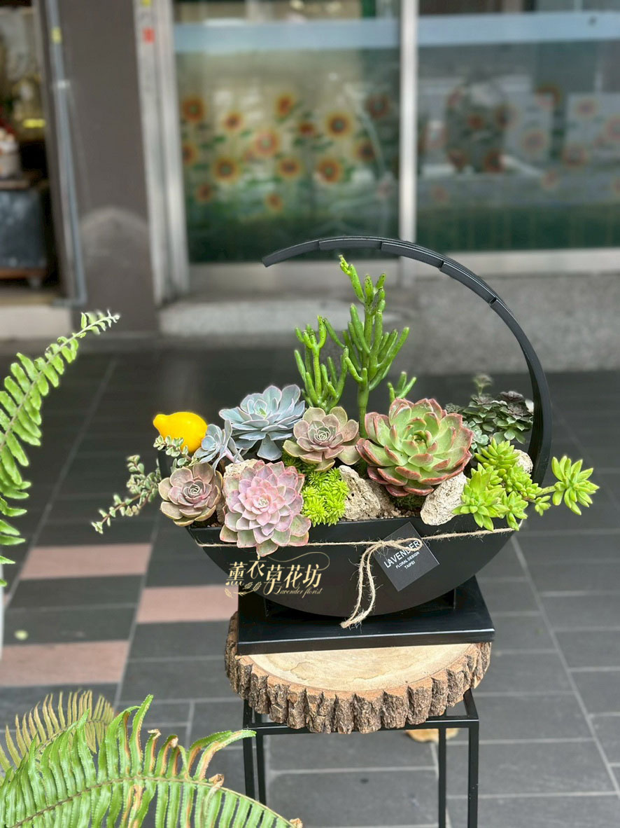 已到貨~多肉植物設計109040618