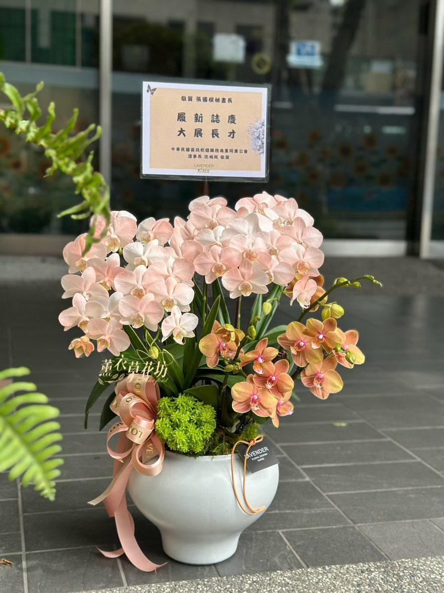 高雅蝴蝶蘭/蘭花盆栽 115033110