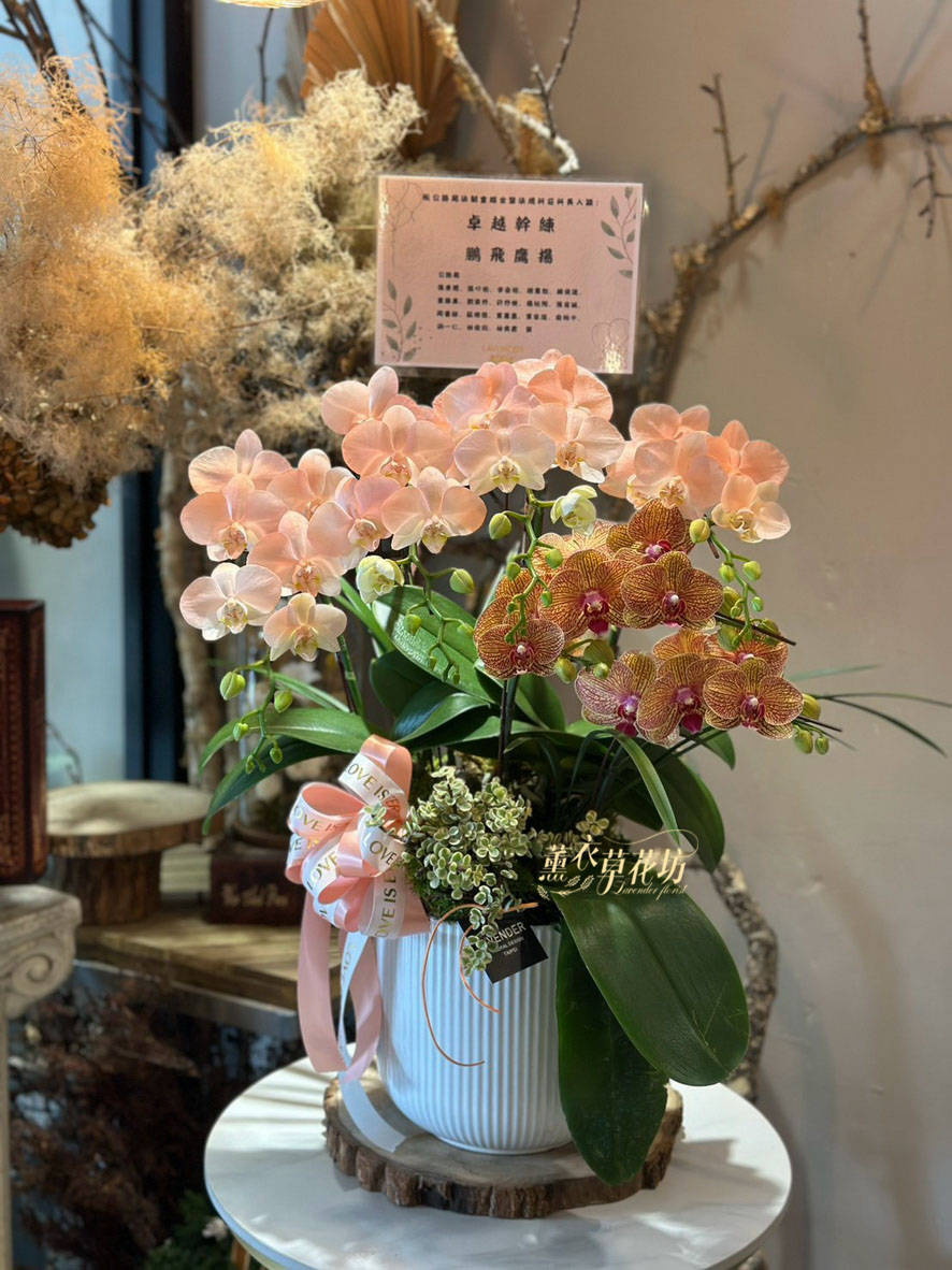 高雅蝴蝶蘭/蘭花盆栽 115033110