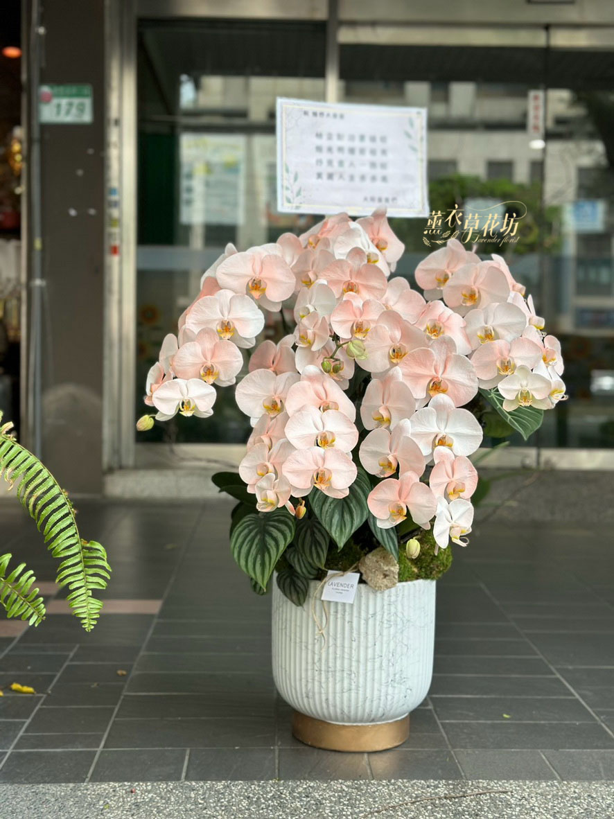 高雅蝴蝶蘭~蘭花~設計 115090102