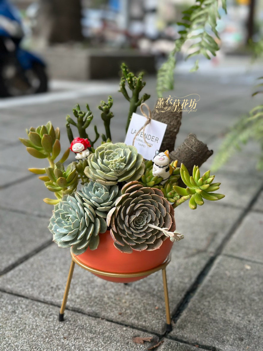 多肉植物~盆栽設計 115072902