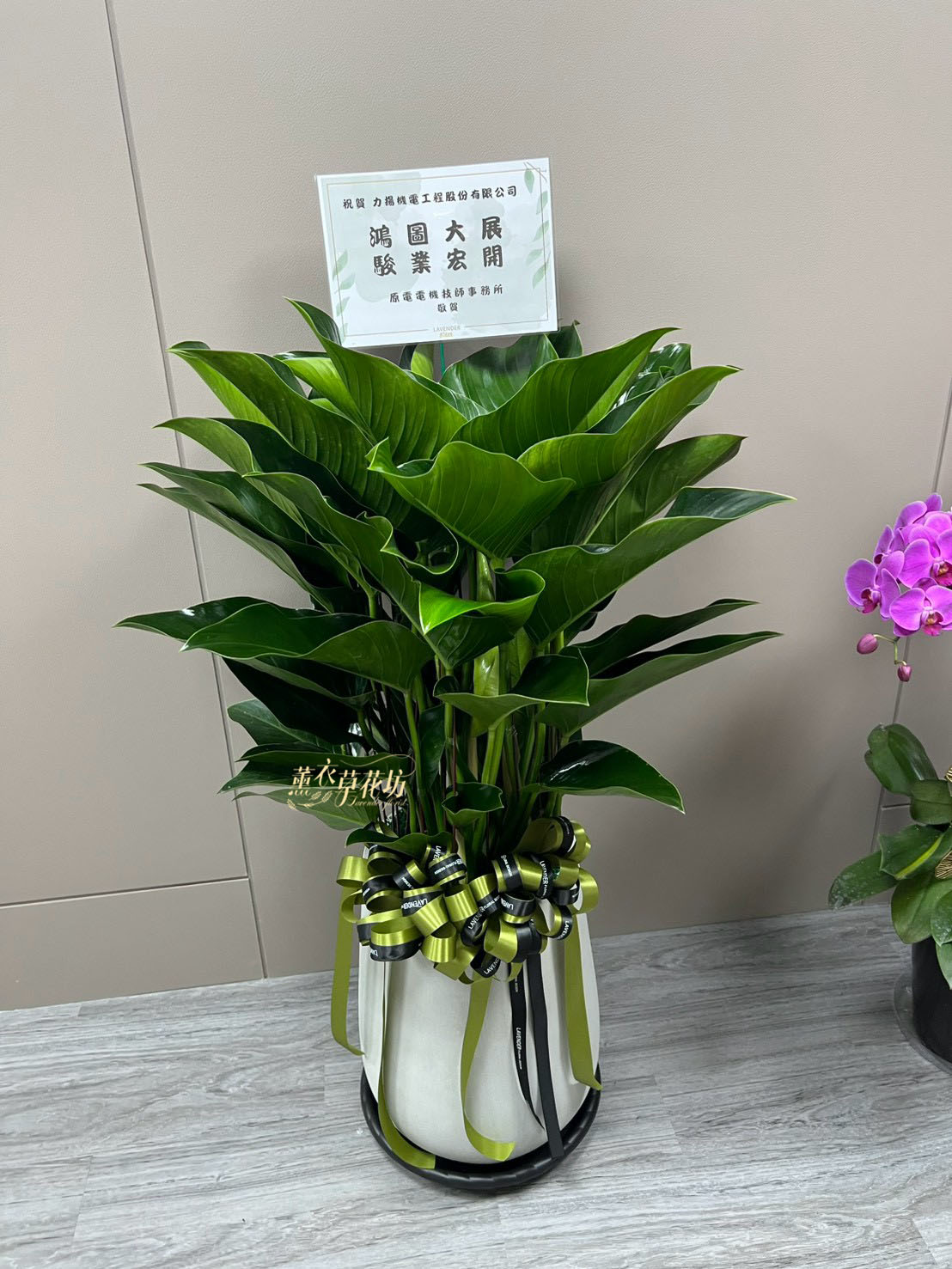 113040824 帝王盆栽
