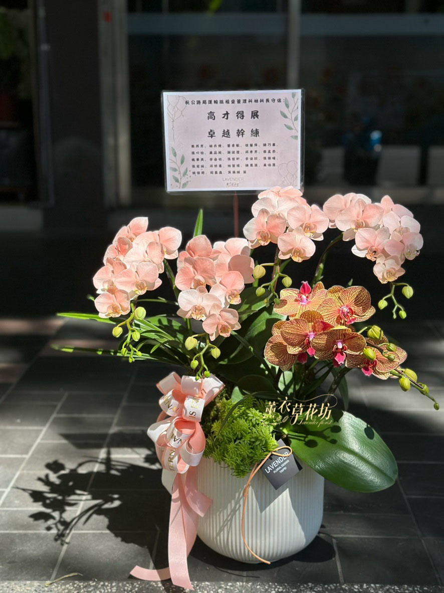 高雅蝴蝶蘭/蘭花盆栽 115033110