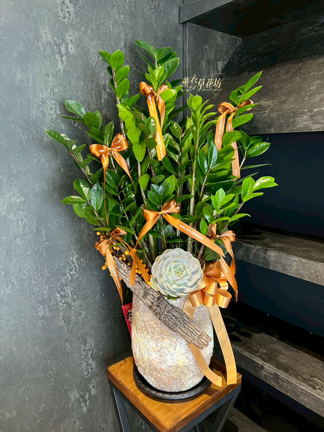 金錢樹~盆栽設計 115080401