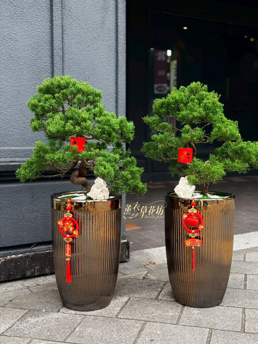 松柏盆栽~設計一盆  115011912