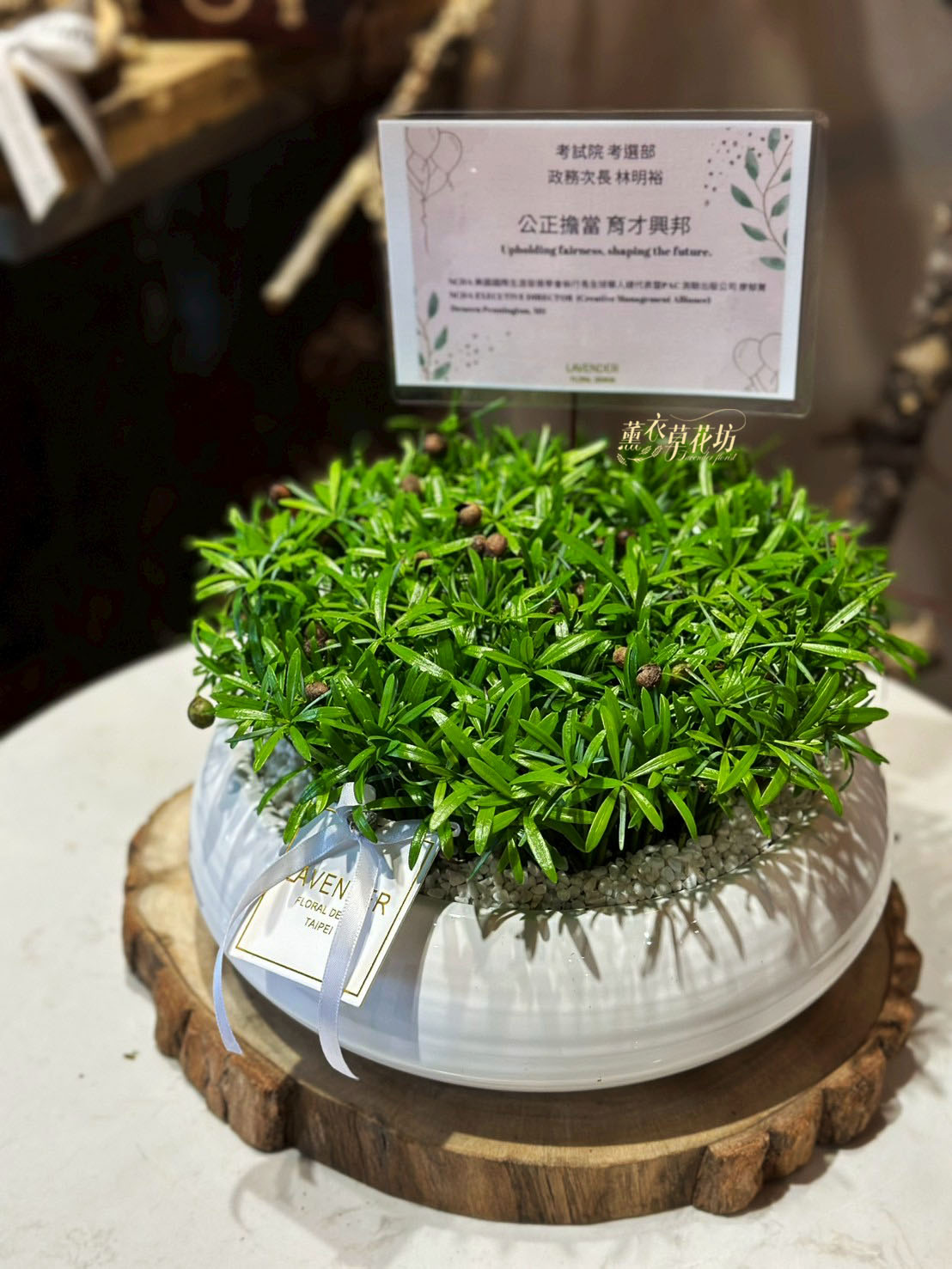 羅漢松組合盆栽b031717