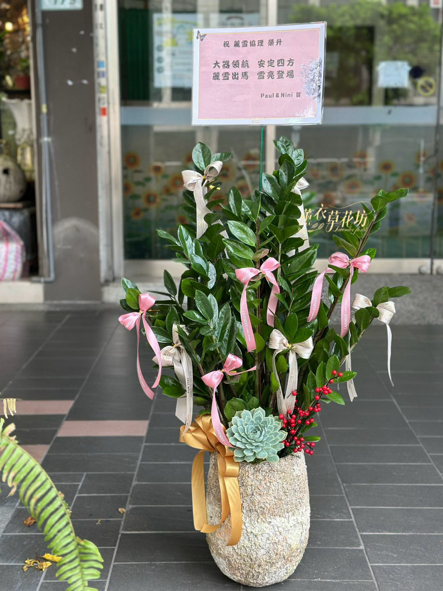 金錢樹~盆栽設計 115080401