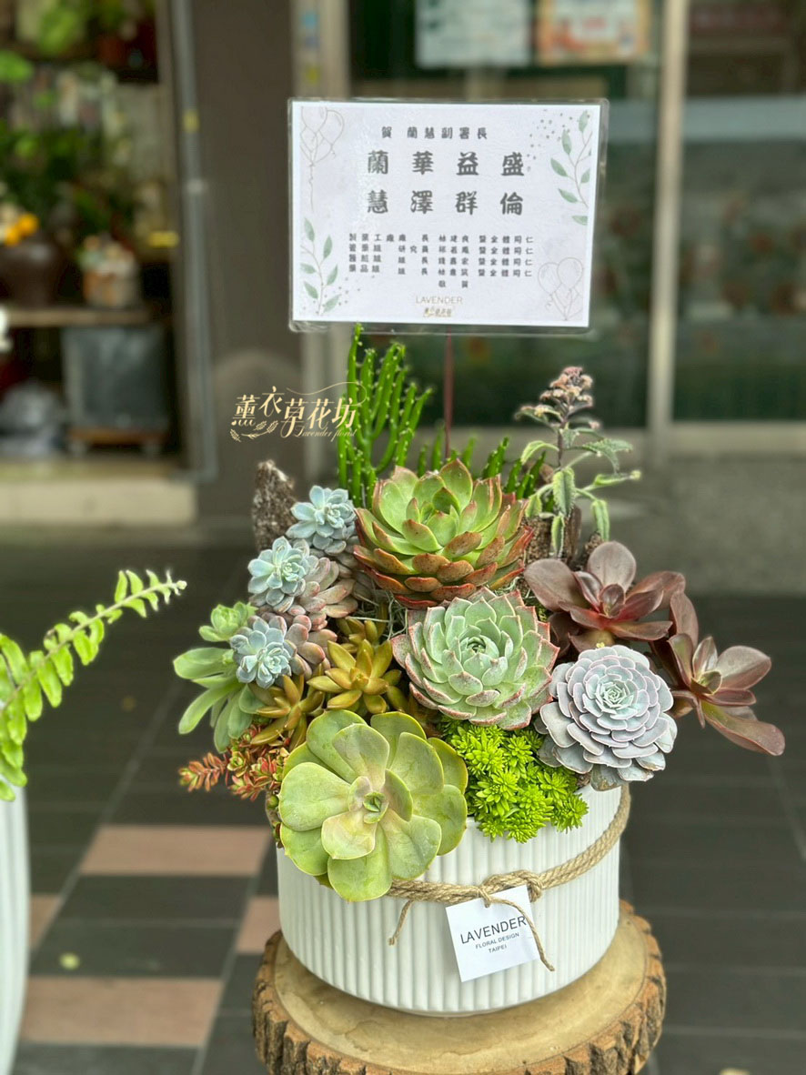 多肉植物設計~115071619