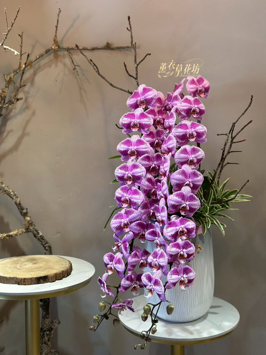 冠軍蘭~蘭花盆栽 115032001