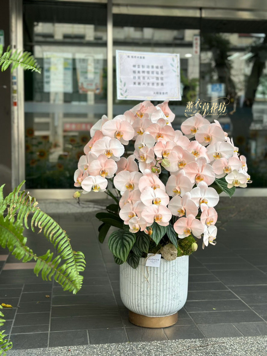 高雅蝴蝶蘭~蘭花~設計 115090102