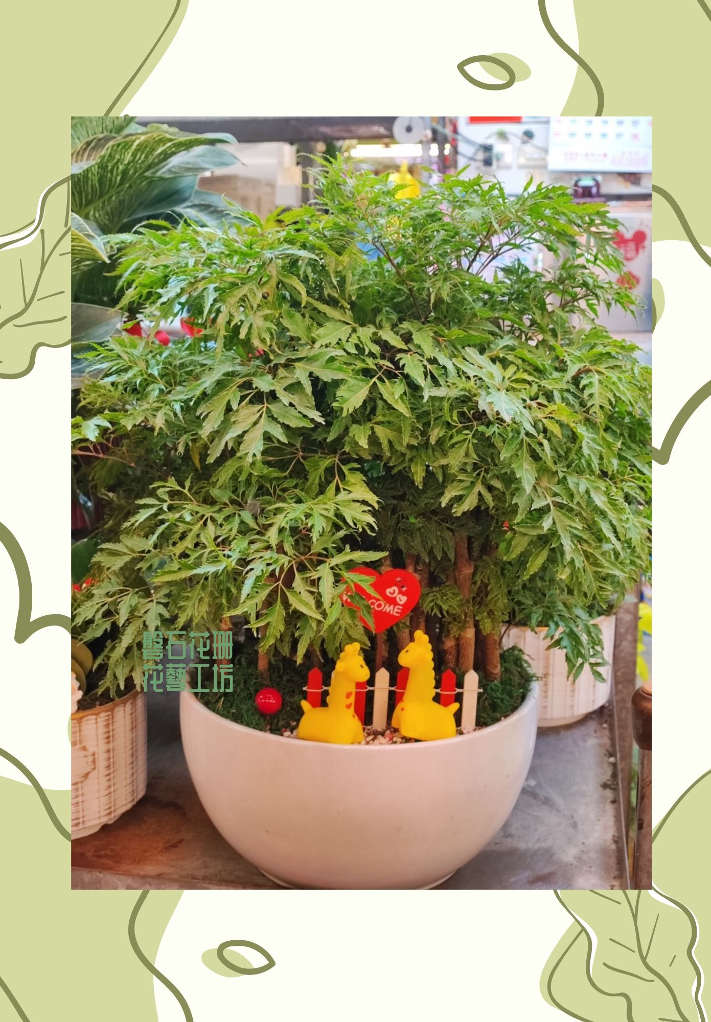 富貴樹盆栽吉祥招財，財運自然來~