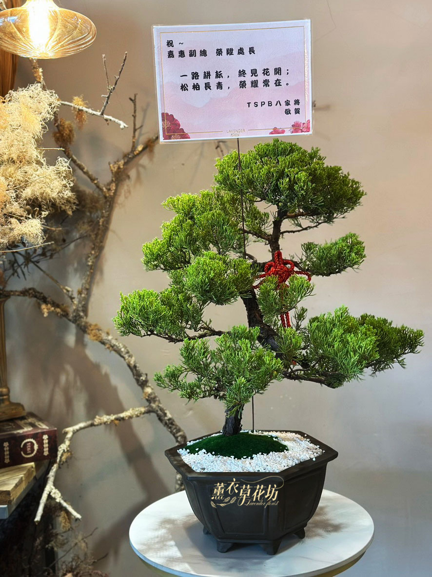 真柏盆栽109100822