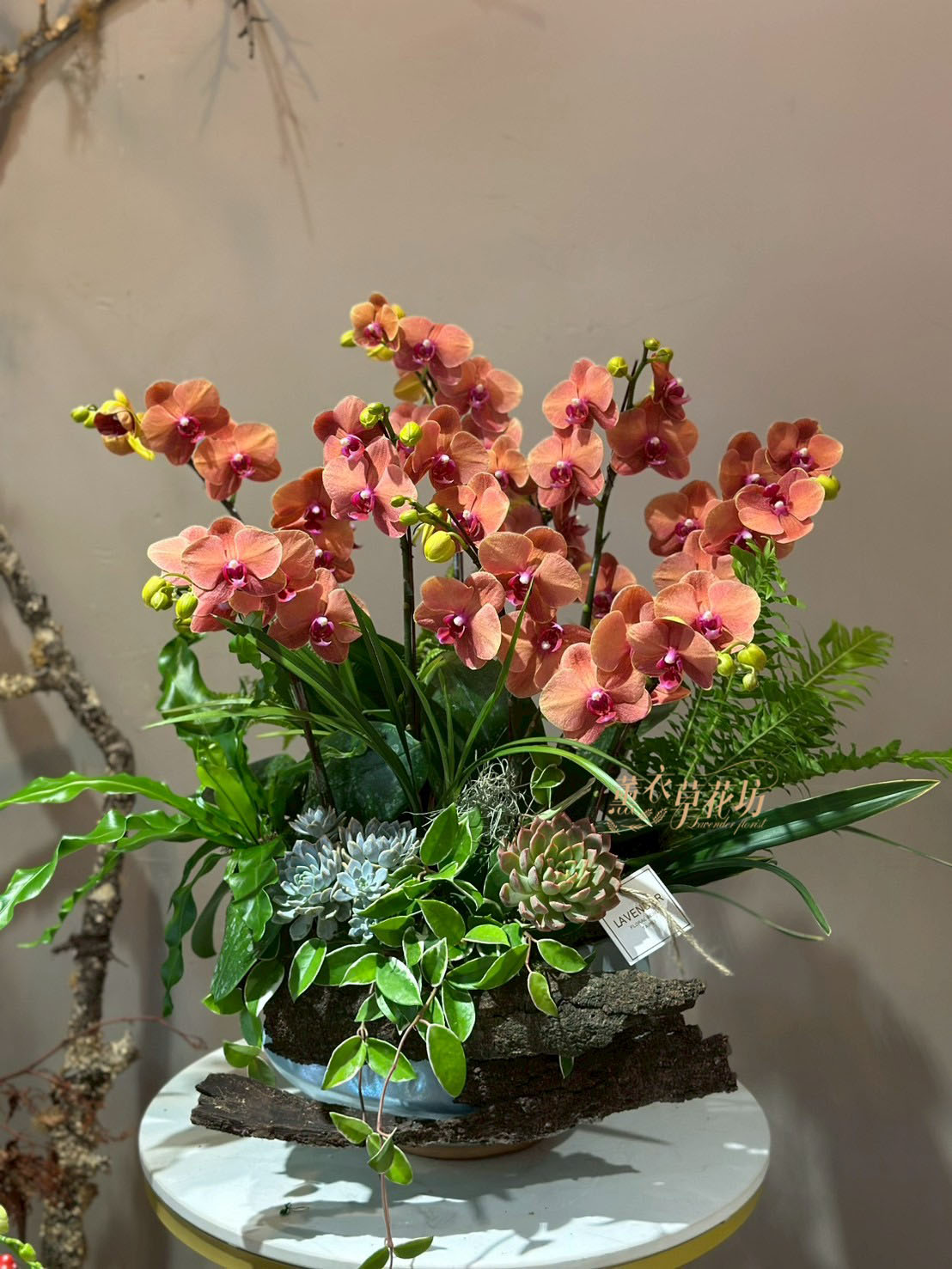 蝴蝶蘭/蘭花禮盆 107080214