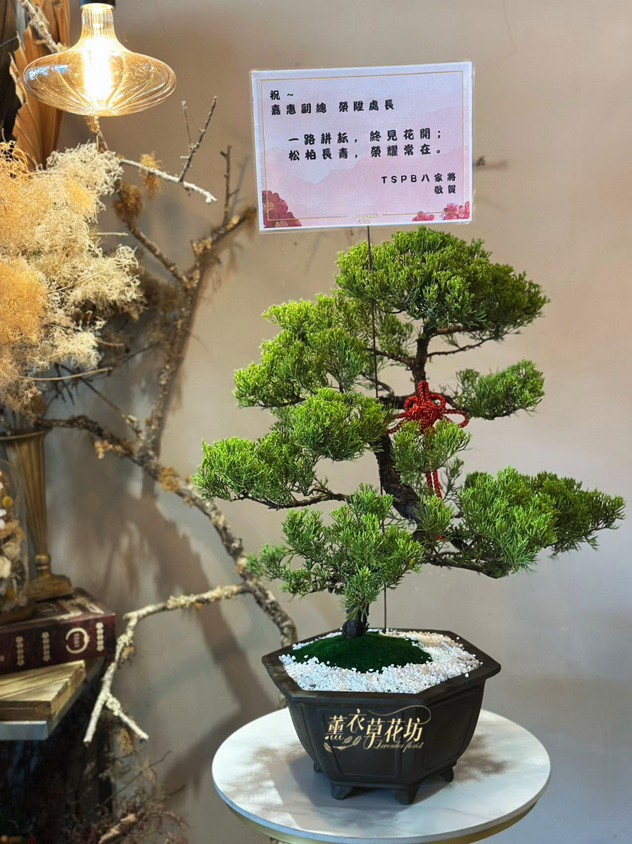 真柏盆栽109100822