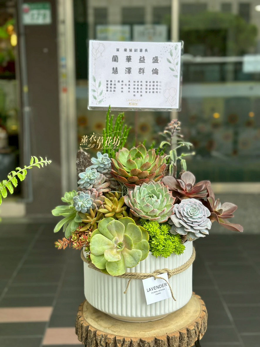 多肉植物設計~115071619