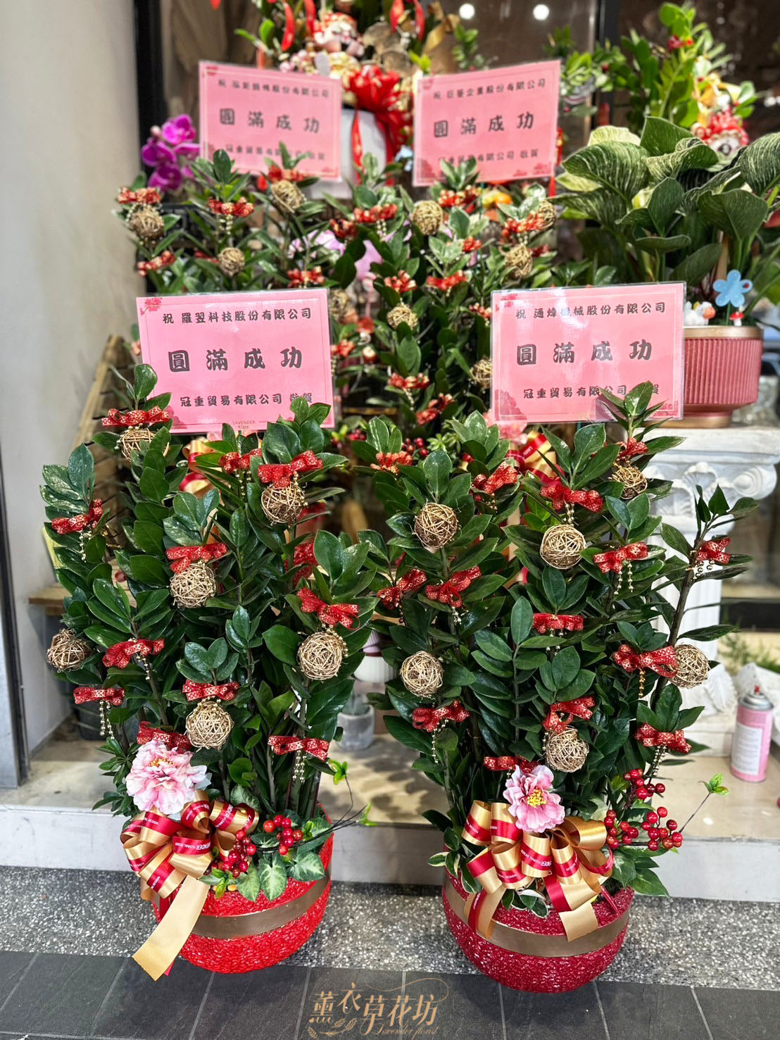 112070356金錢樹盆栽<BR>此特價商品花盆隨機出貨
