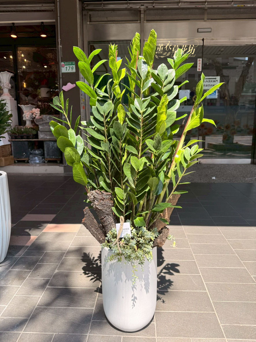 金錢樹盆栽 110100233