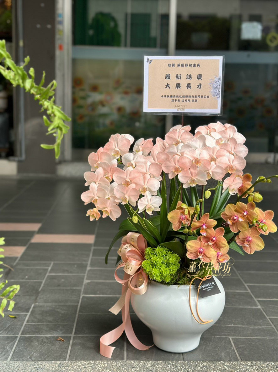 高雅蝴蝶蘭/蘭花盆栽 115033110