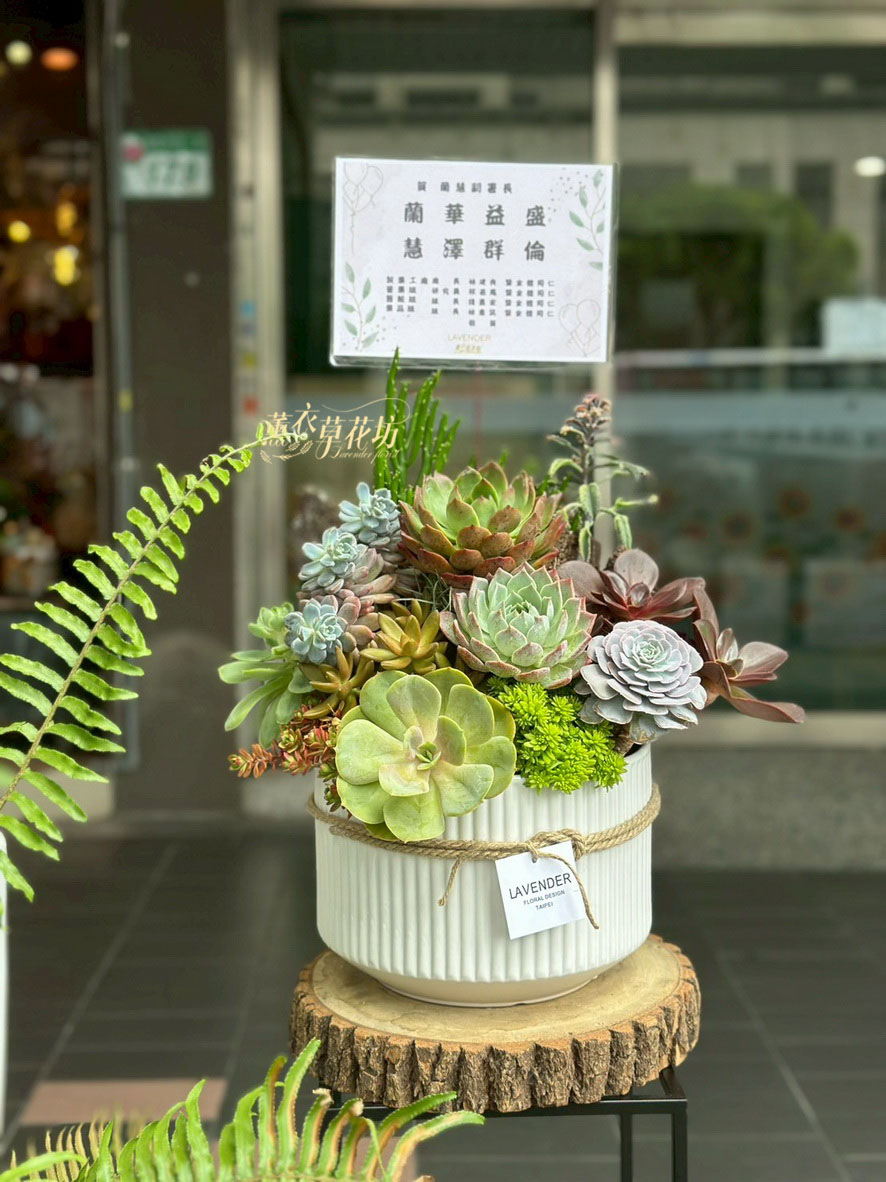多肉植物設計~115071619