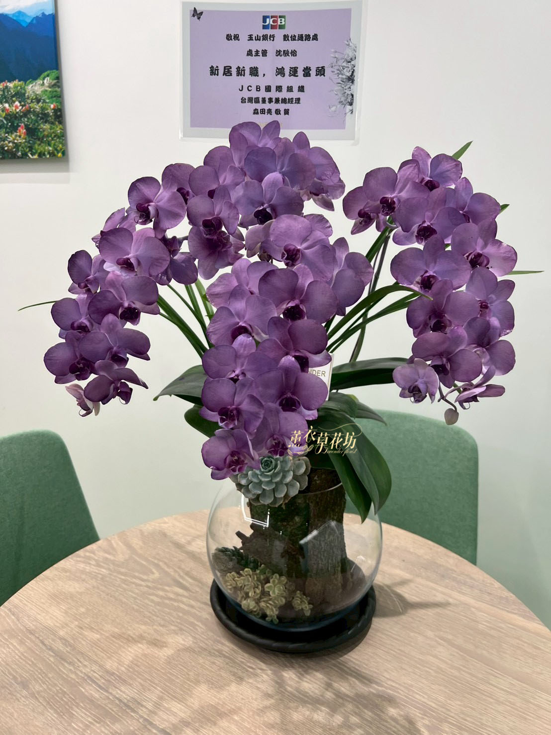 蝴蝶蘭盆栽~新色113032601
