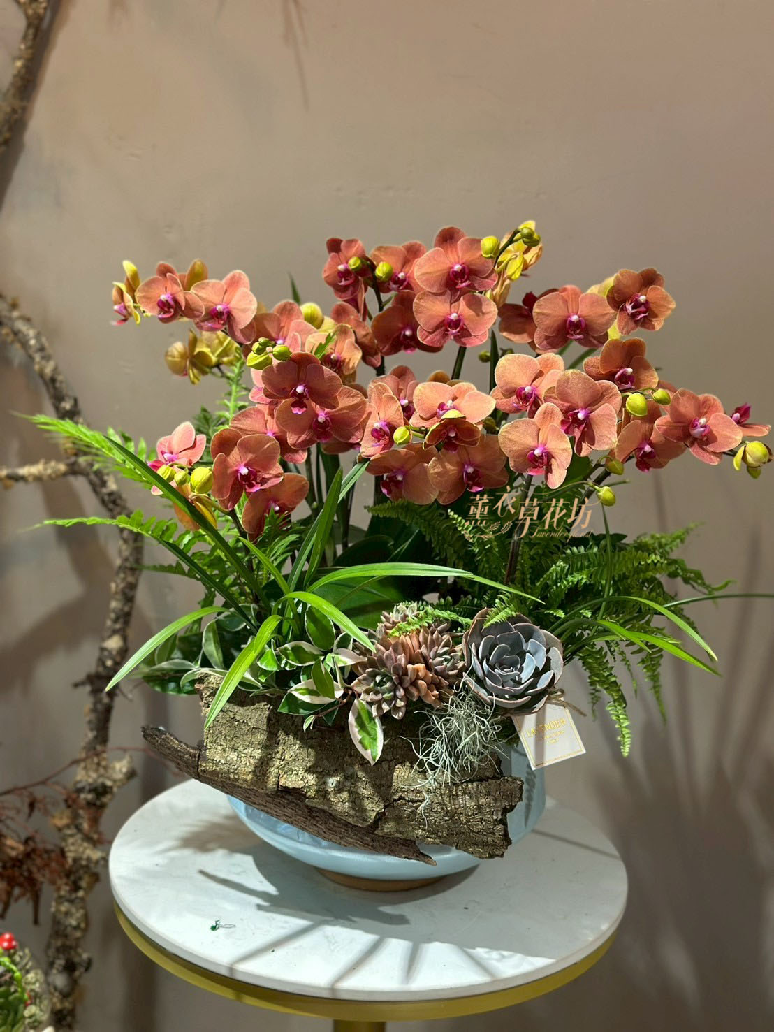 蝴蝶蘭/蘭花禮盆 107080214