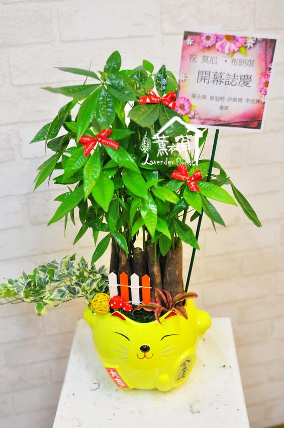 猫咪发财树~全省免运-预定b092509