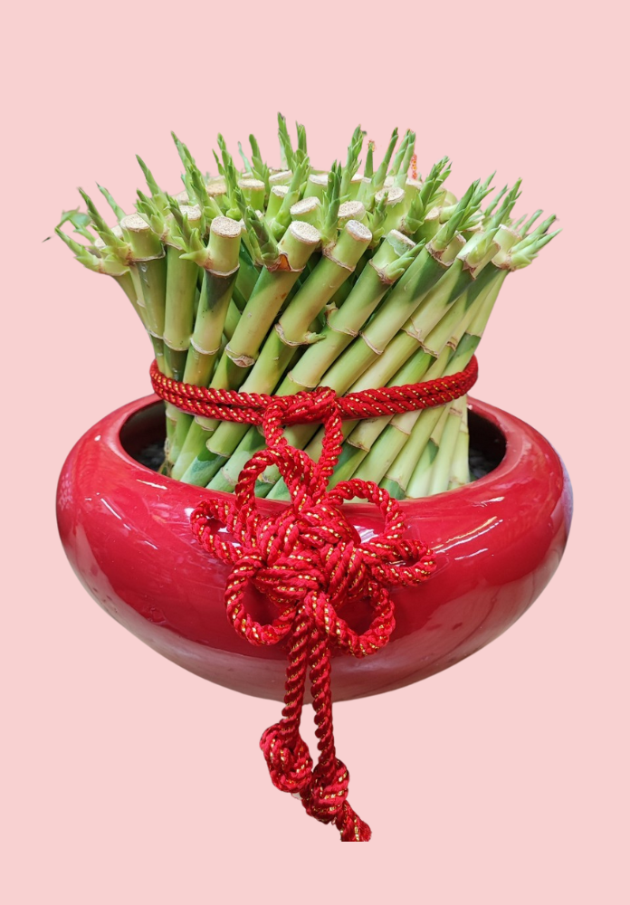 開運竹(小)