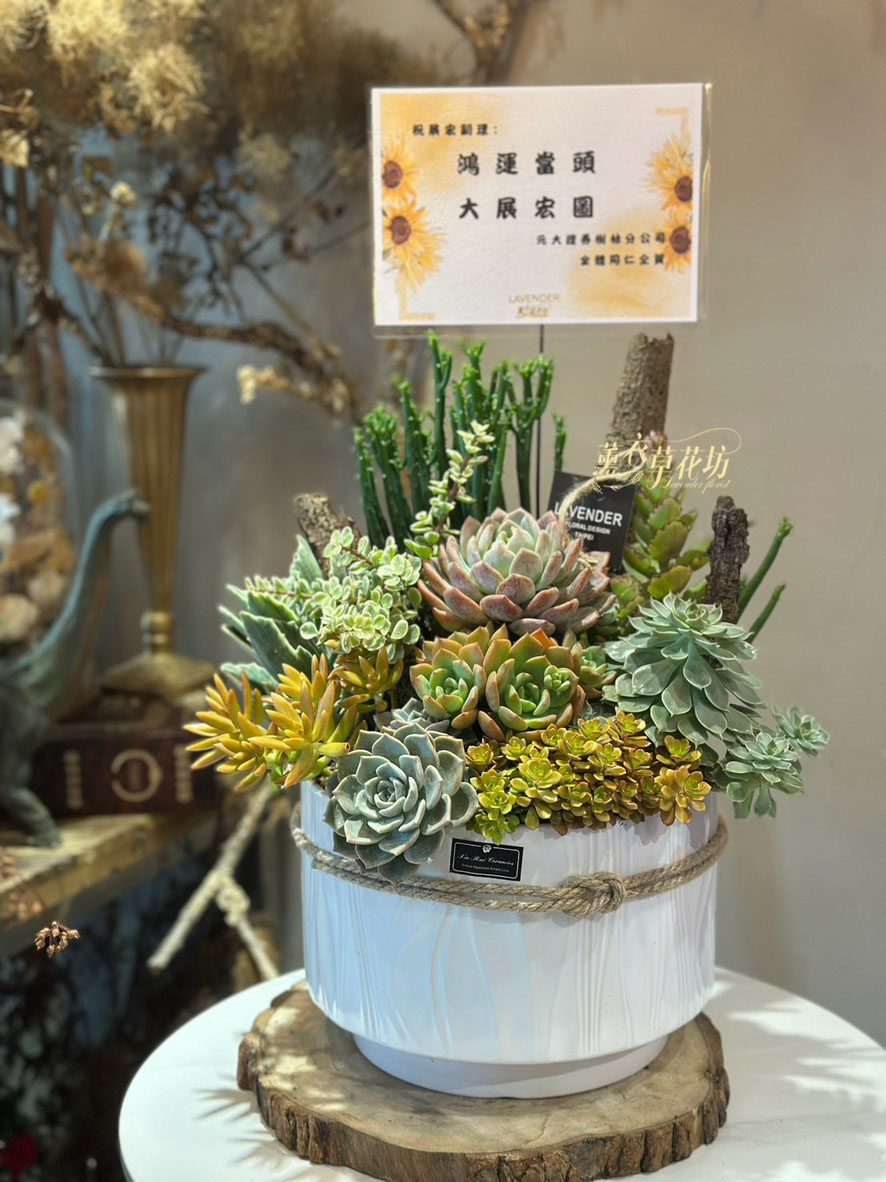 多肉植物設計~115071619