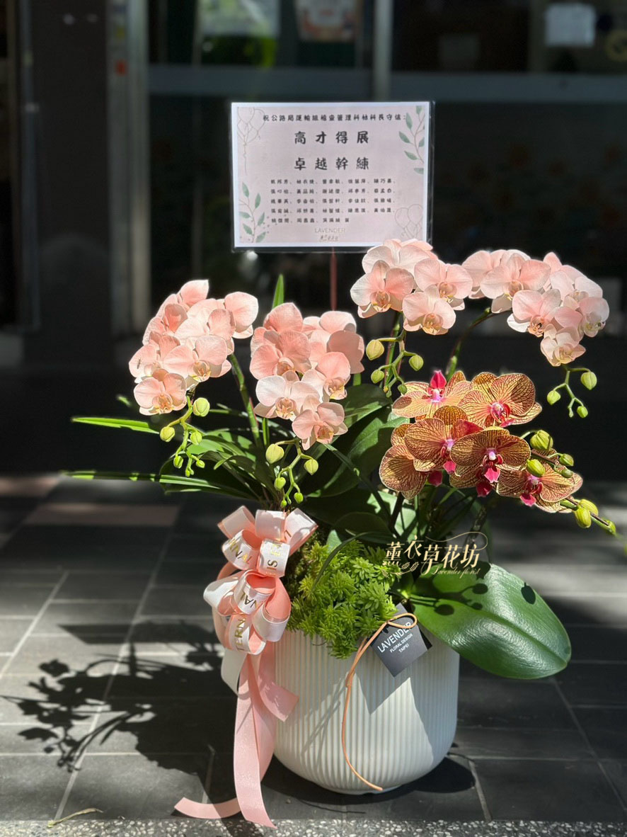 高雅蝴蝶蘭/蘭花盆栽 115033110
