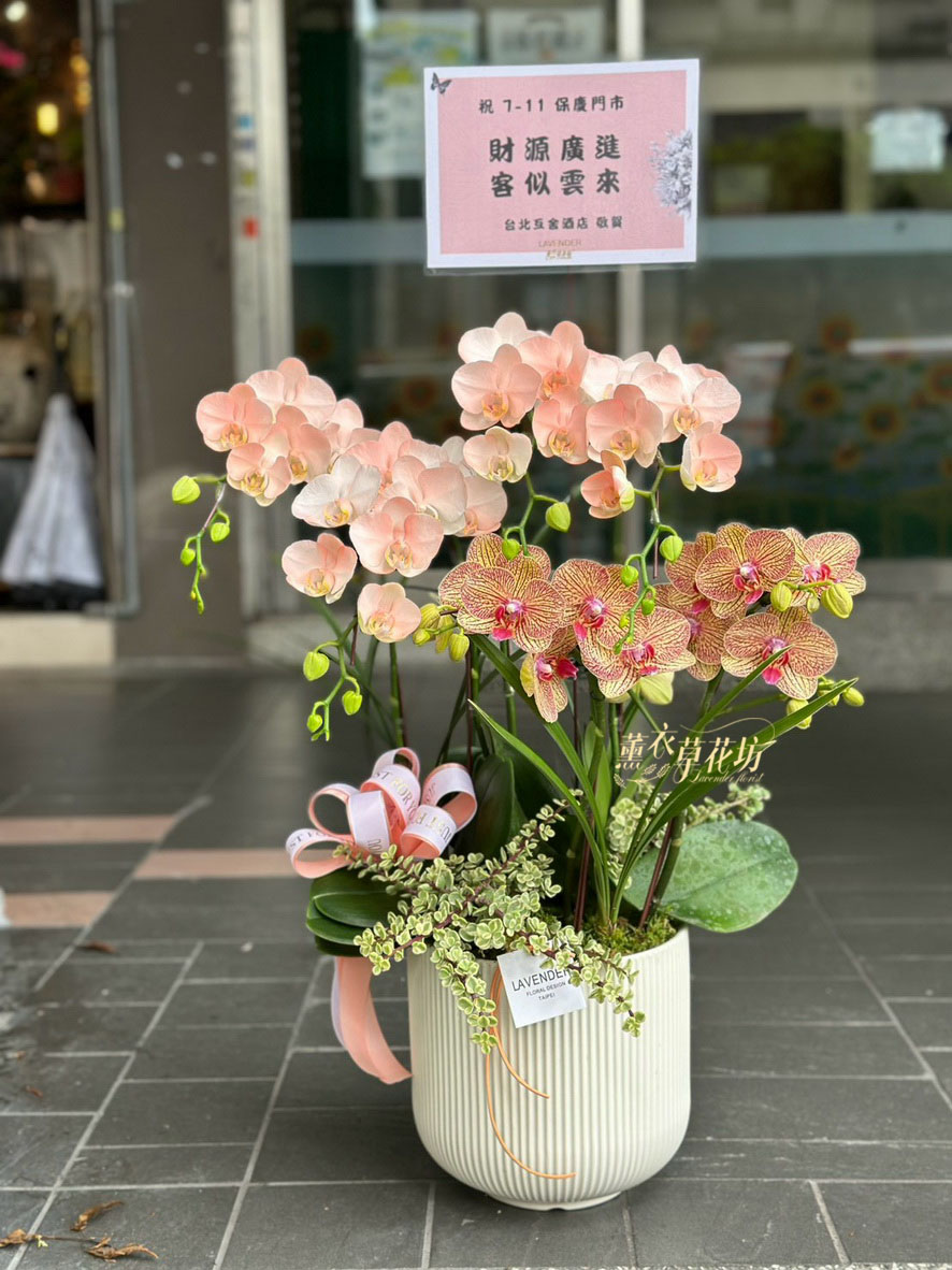 高雅蝴蝶蘭/蘭花盆栽 115033110