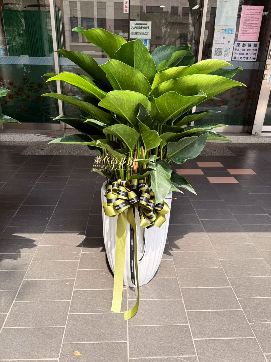 113040824 帝王盆栽