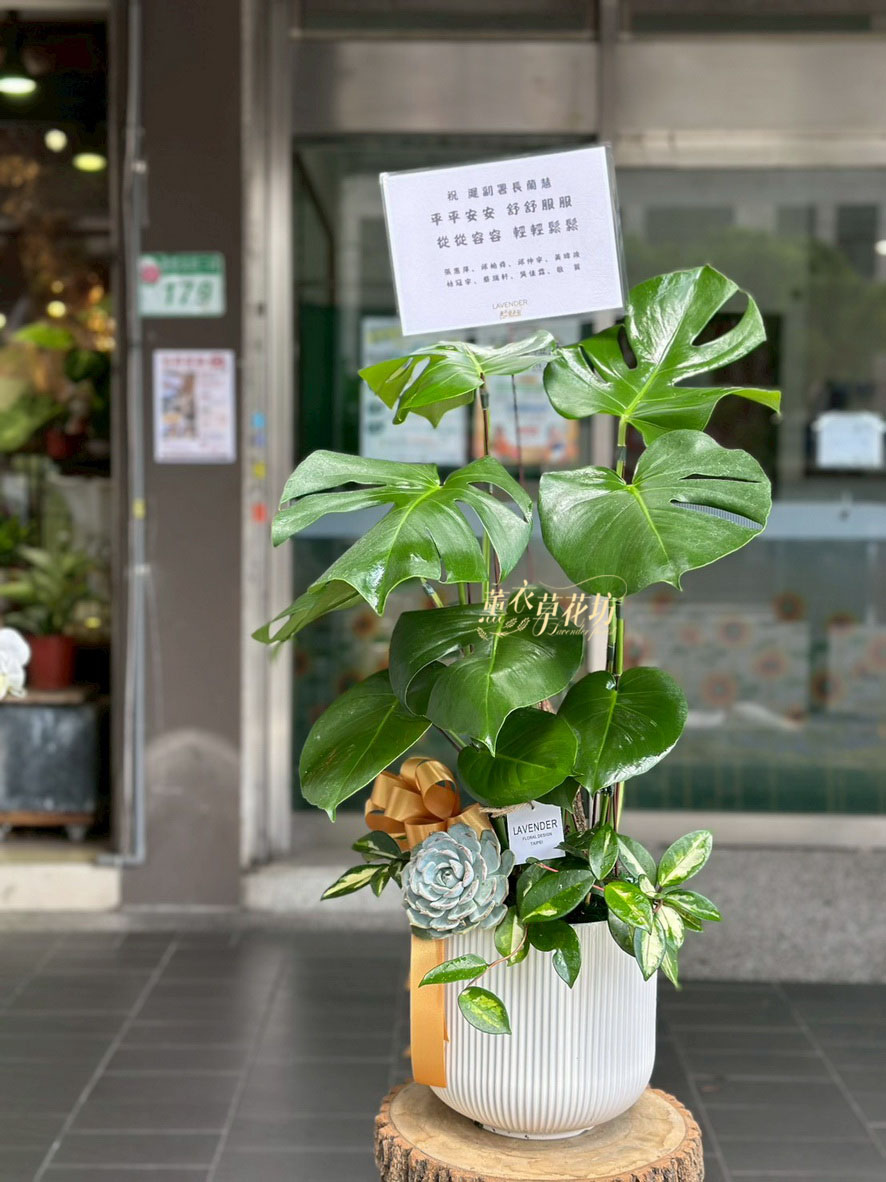 蔓綠蓉-龜貝111041103