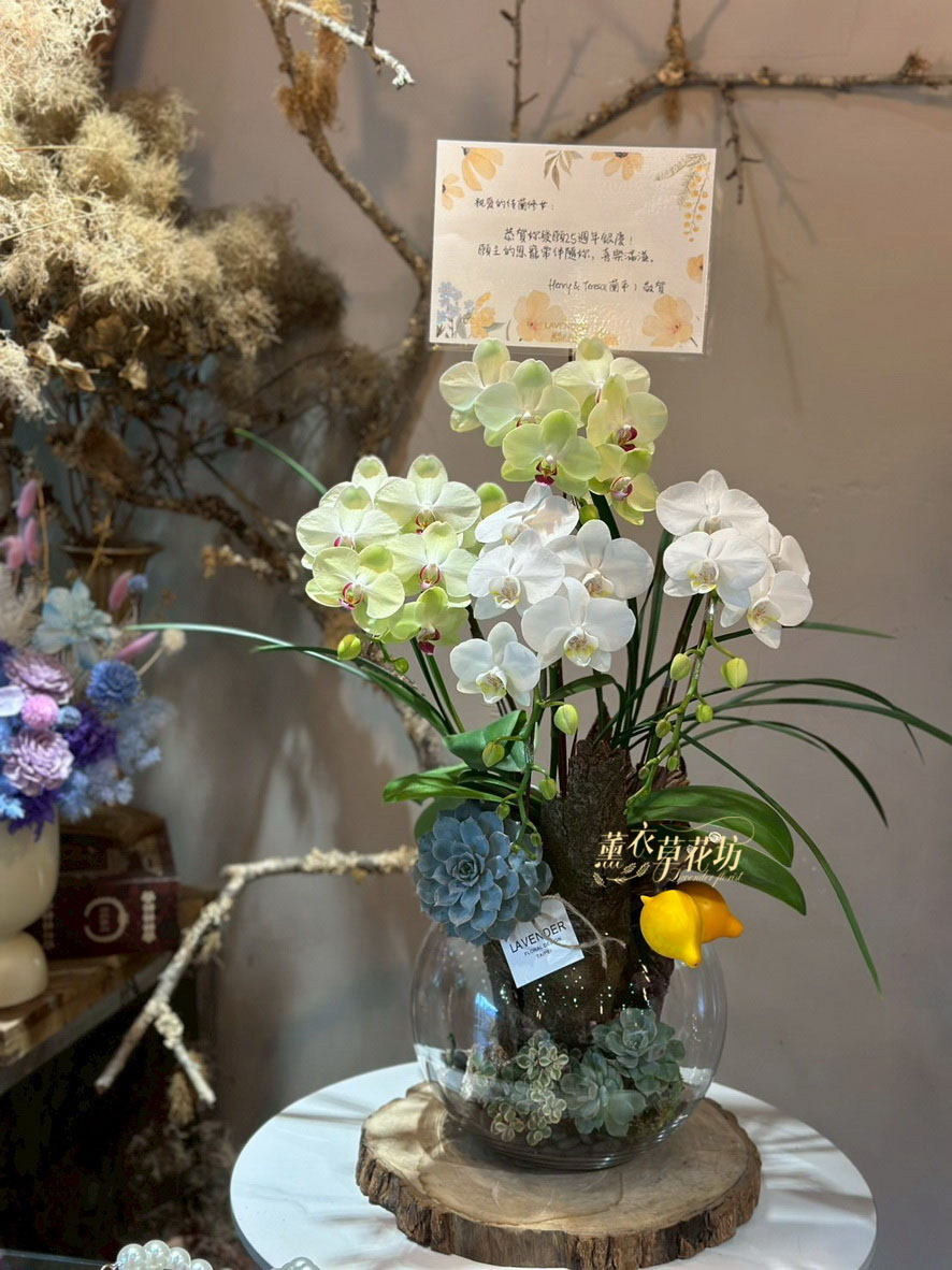 蝴蝶蘭/多肉植物/玻璃/設計107100705