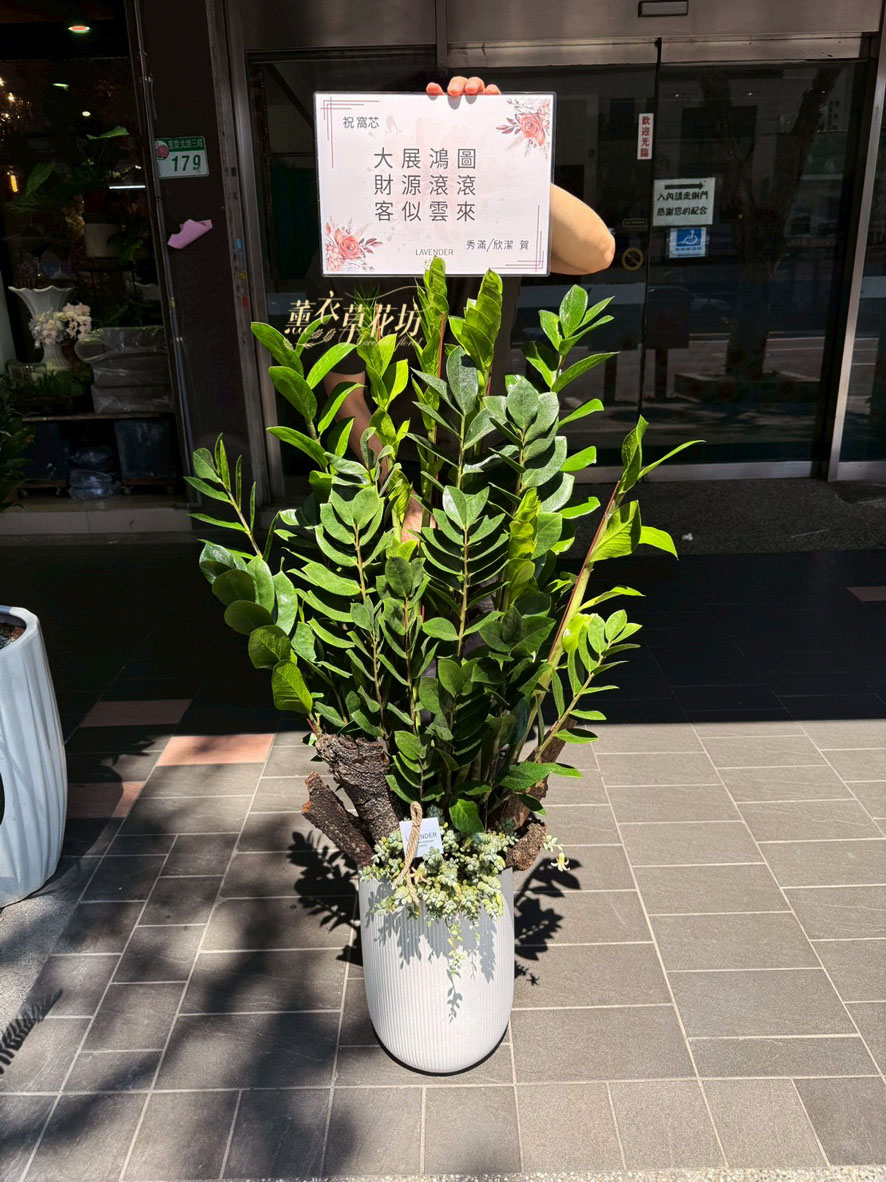 金錢樹盆栽 110100233