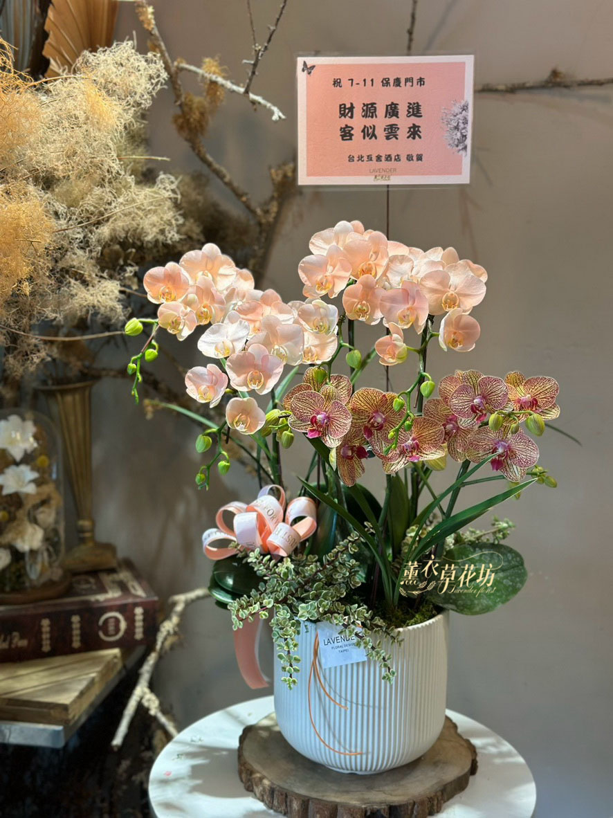 高雅蝴蝶蘭/蘭花盆栽 115033110