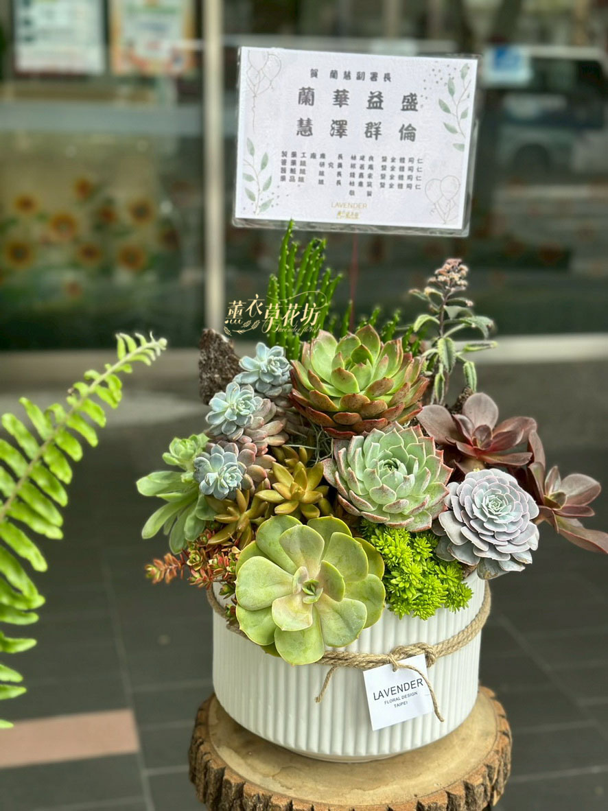 多肉植物設計~115071619