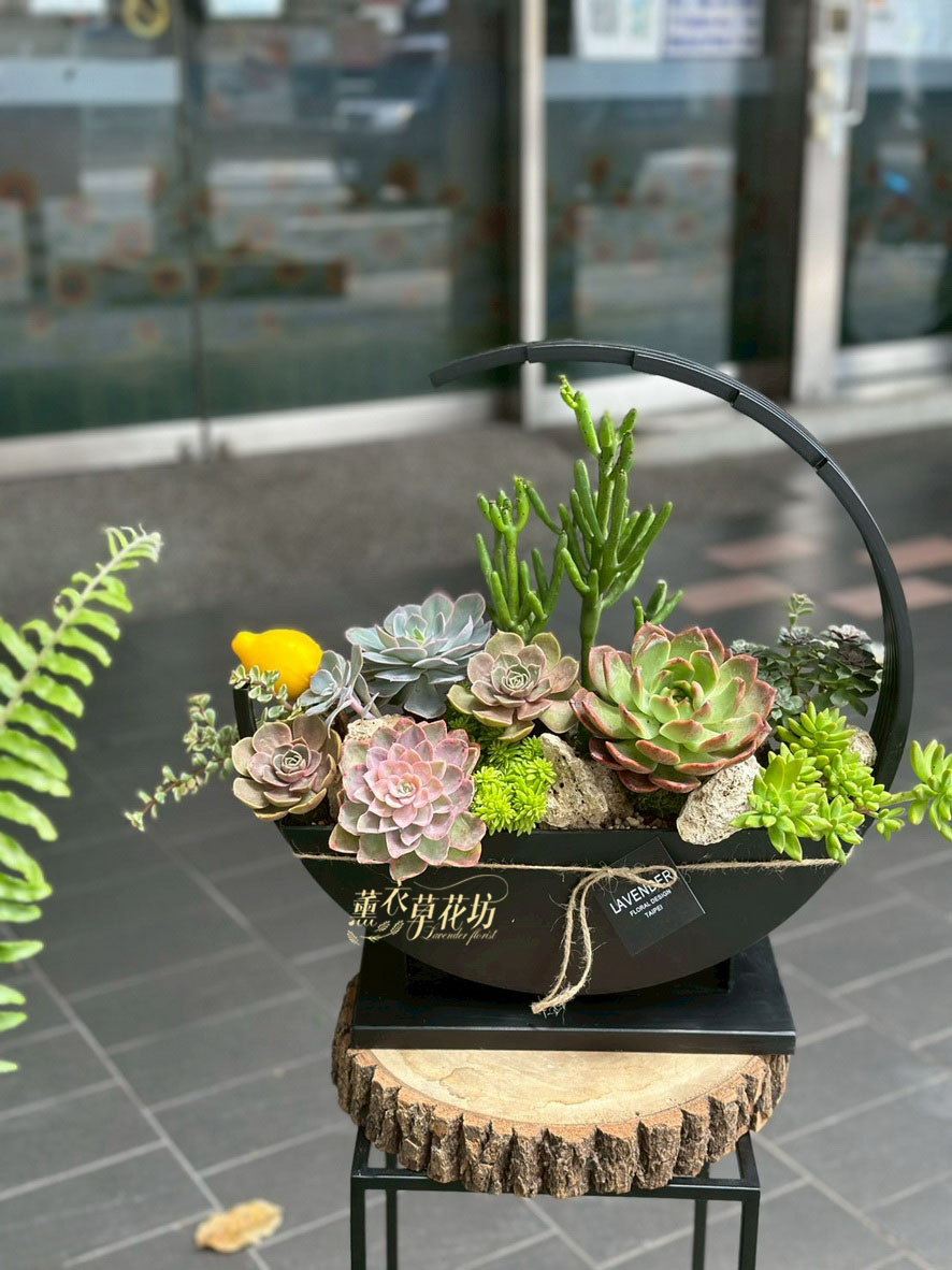 已到貨~多肉植物設計109040618