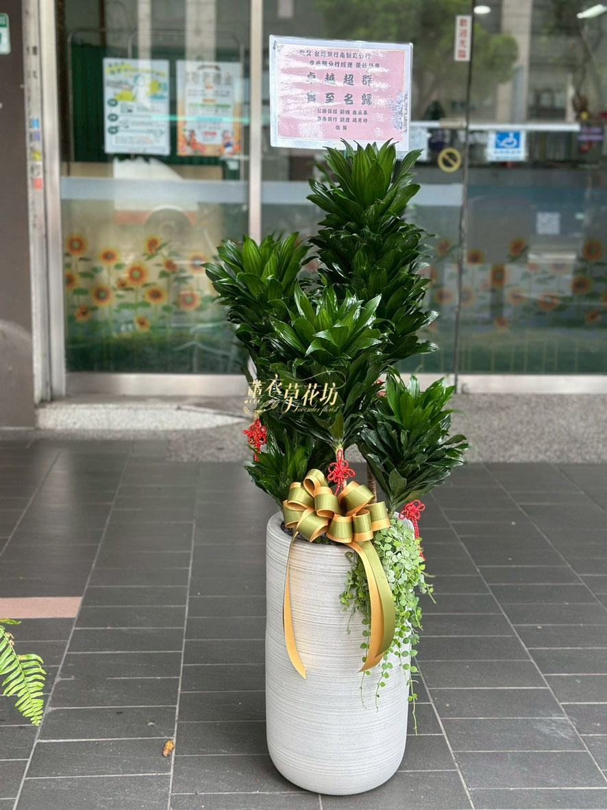 阿波羅盆栽115071620