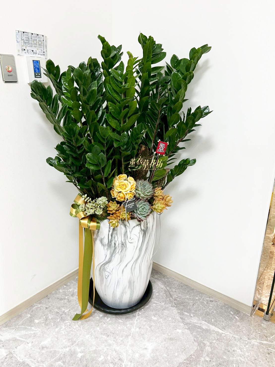 金錢樹盆栽 110062108