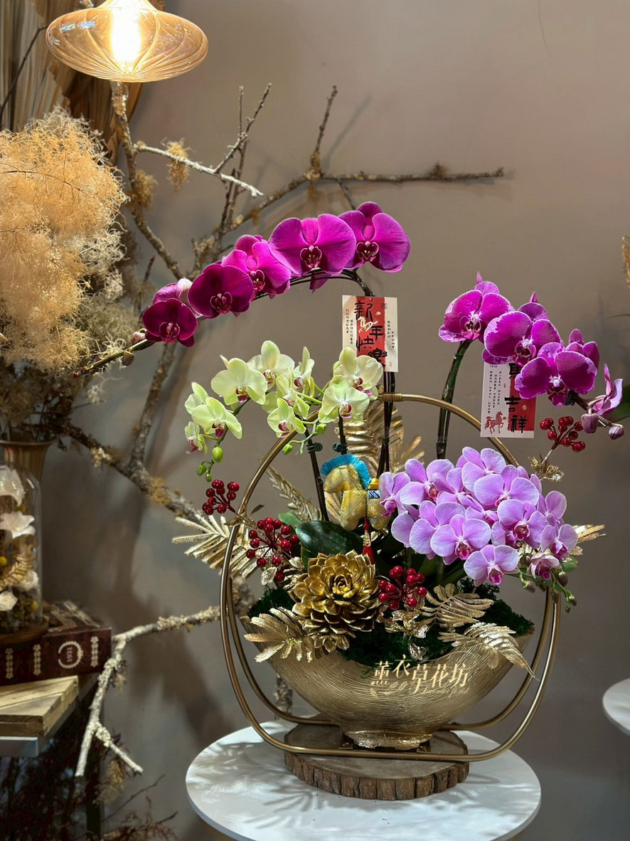 高雅蝴蝶蘭~115030631