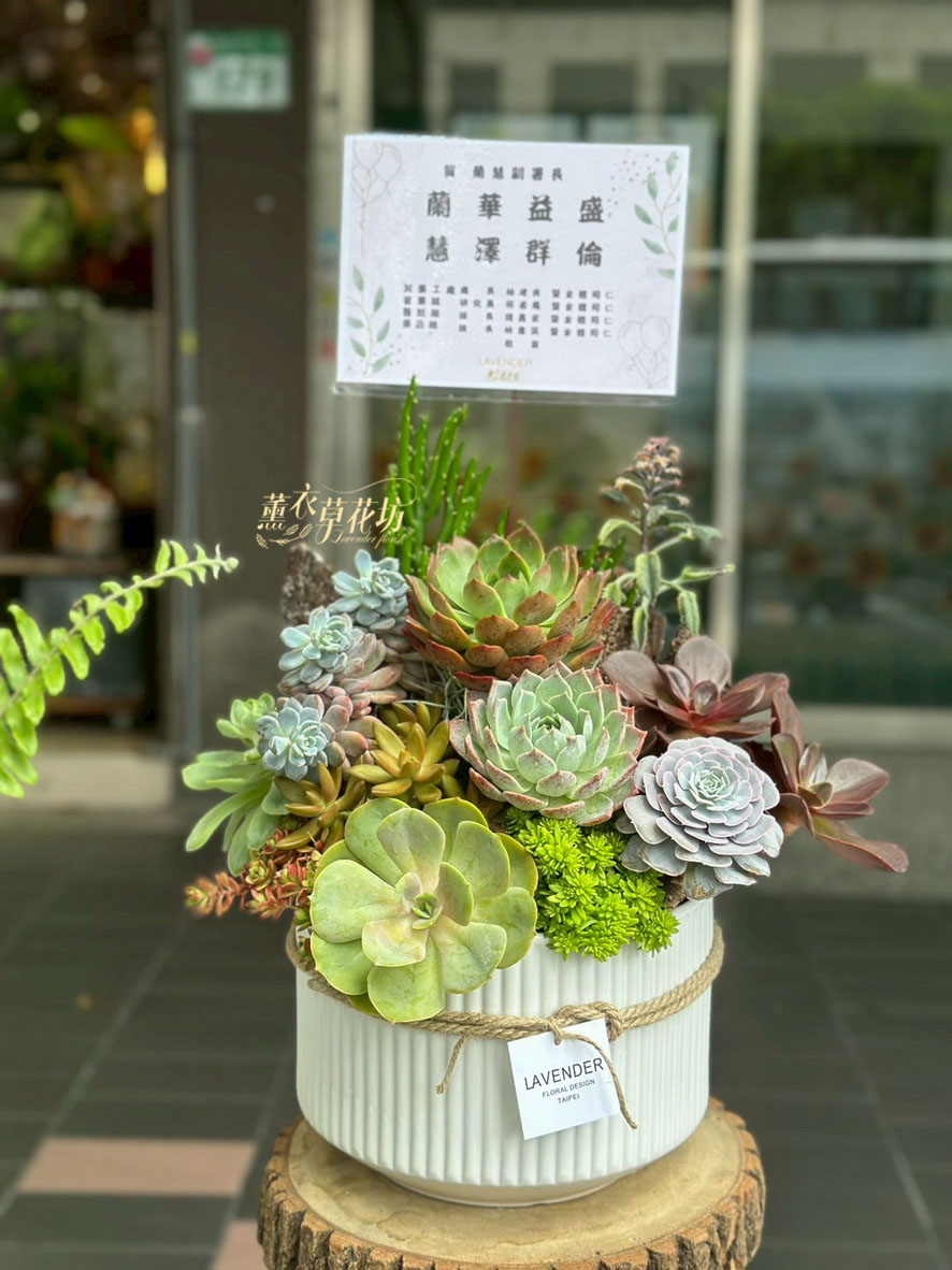 多肉植物設計~115071619
