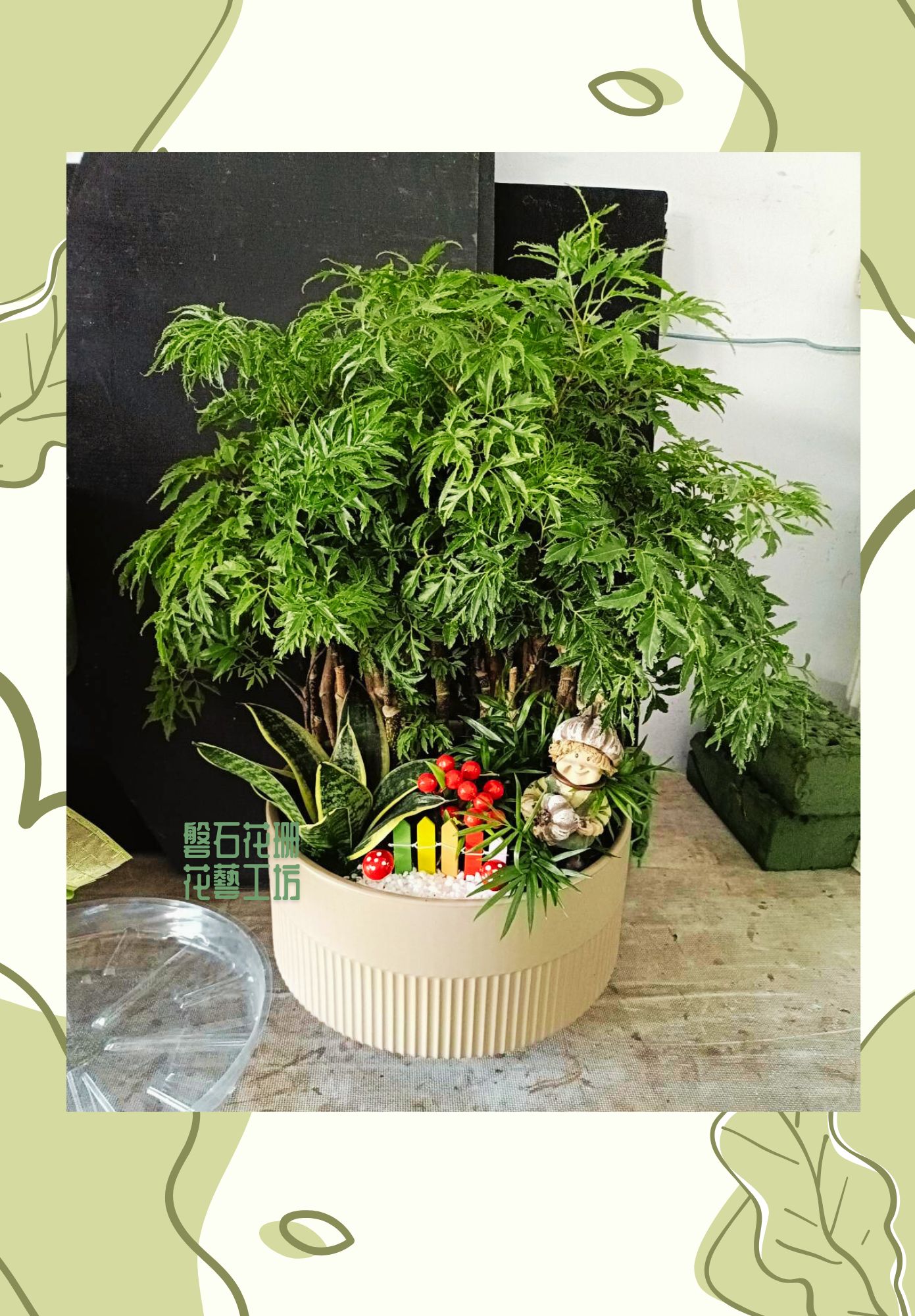 富貴樹盆栽~美化空間又聚財氣~是家中與辦公桌上的風水小秘寶