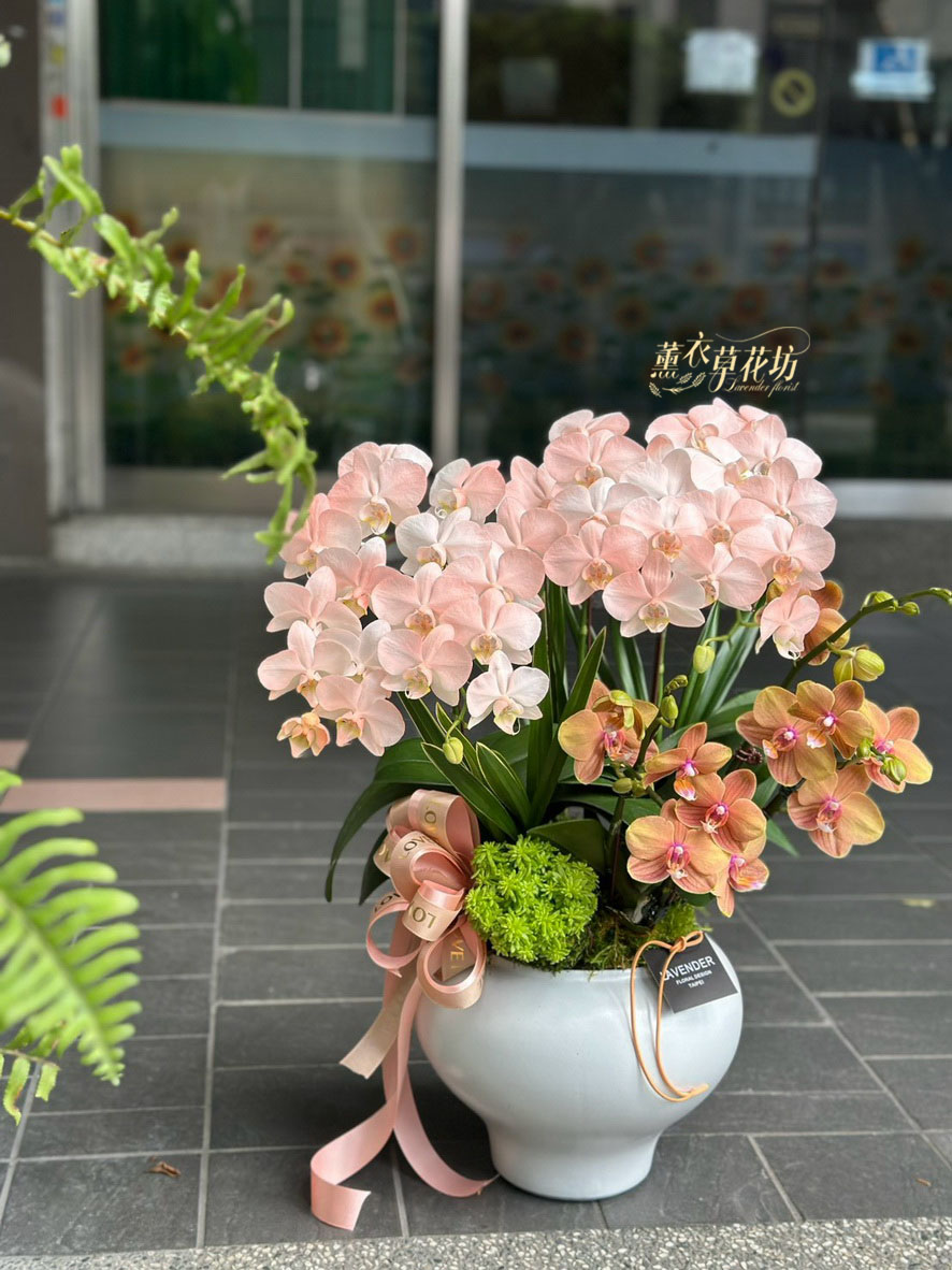 高雅蝴蝶蘭/蘭花盆栽 115033110