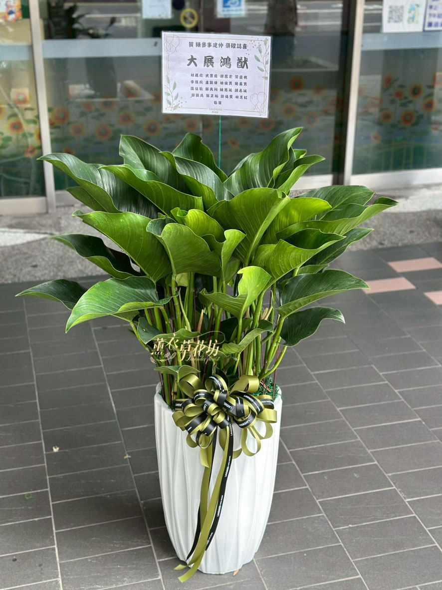 113040824 帝王盆栽